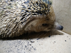 Hemiechinus auritus