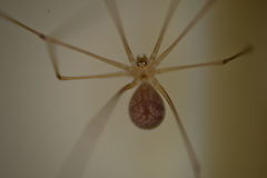 Micropholcus fauroti