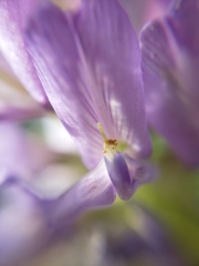 Astragalus laxmannii robustior