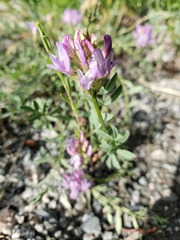 Astragalus laxmannii robustior