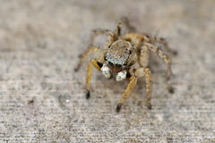 Stenaelurillus metallicus