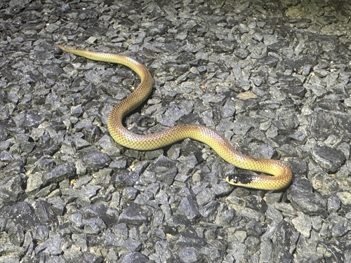 Black-naped Hooded Snake sighting
