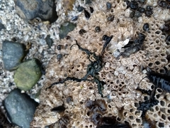 Emplectonema gracile