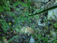 Jasione