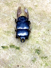 Hololepta