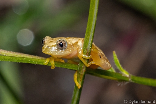 Golden Spiny Reed Frog, Afrixalus spinifrons