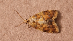 Pseudargyrotoza conwagana