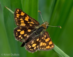 Carterocephalus skada