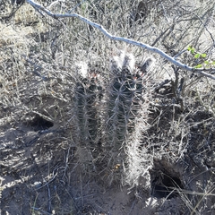 Austrocactus bertinii, photograph (c) veonatura, some rights reserved (CC BY)