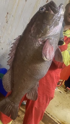 Banded grouper (Epinephelus latifasciatus) — Serranidae — 5
