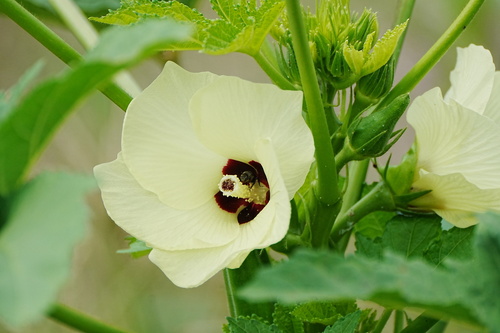Abelmoschus esculentus