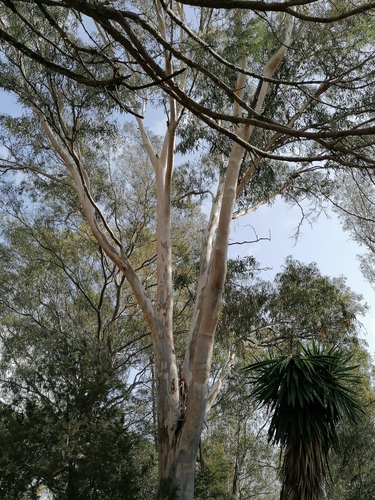 Avistamiento Eucalyptus camaldulensis