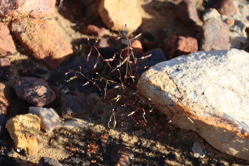 Microblue Sunspurge (Heliophila pinnata)