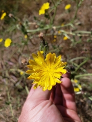 Lactucinae
