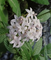Pentas