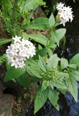 Pentas