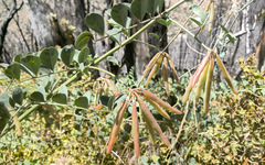 Hosackia crassifolia crassifolia