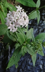 Pentas