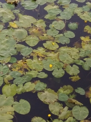 Nuphar lutea