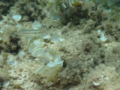 Gestreepte knorrepos (Pomadasys stridens) — Haemulidae — 5
