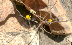 Chaenactis glabriuscula