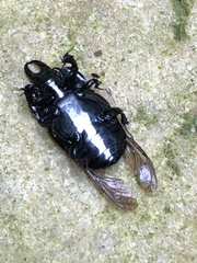 Hololepta