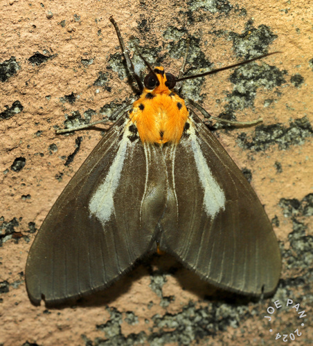 Asota heliconia