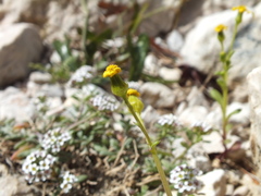 Senecio leucanthemifolius