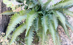 Polystichum imbricans curtum