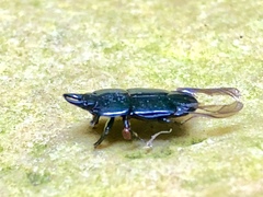 Hololepta