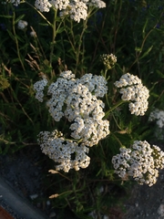 Achillea millefolium