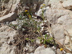 Senecio leucanthemifolius