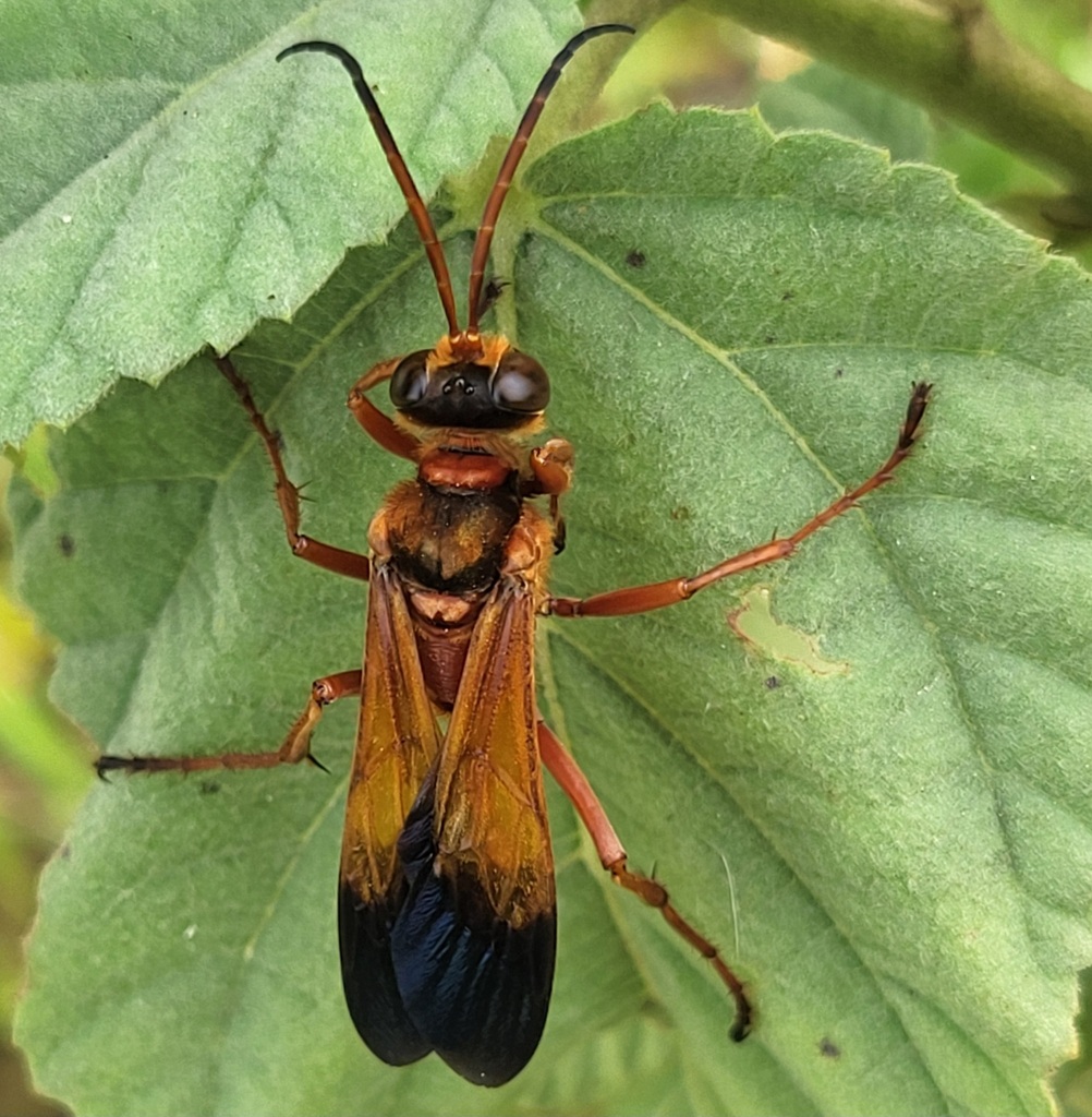 Sphex paulinierii