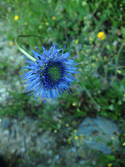 Jasione