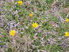 Arctotheca prostrata