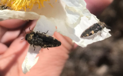 Acmaeodera prorsa