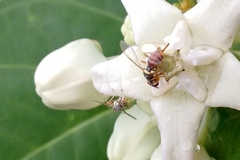 Dacus persicus