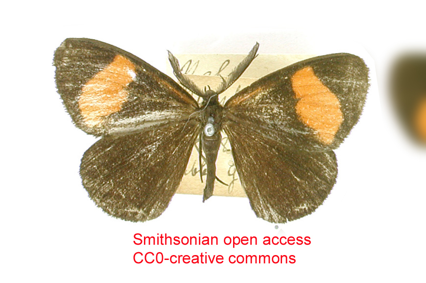 Sangalopsis numbalensis