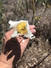 Acmaeodera prorsa