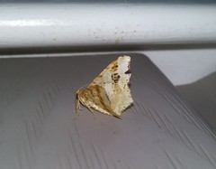 Macaria notata