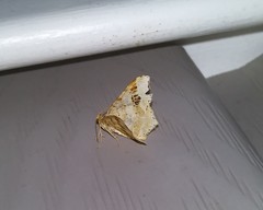 Macaria notata