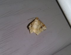 Macaria notata
