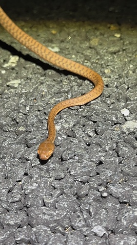 Brown Tree Snake sighting