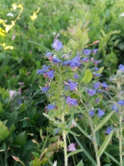 Echium vulgare