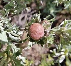 Rhopalomyia pomum