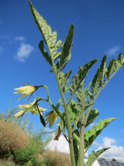 Solanum lycopersicum cerasiforme
