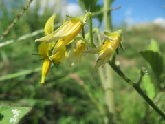 Solanum lycopersicum cerasiforme