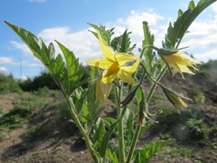 Solanum lycopersicum cerasiforme