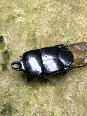 Hololepta