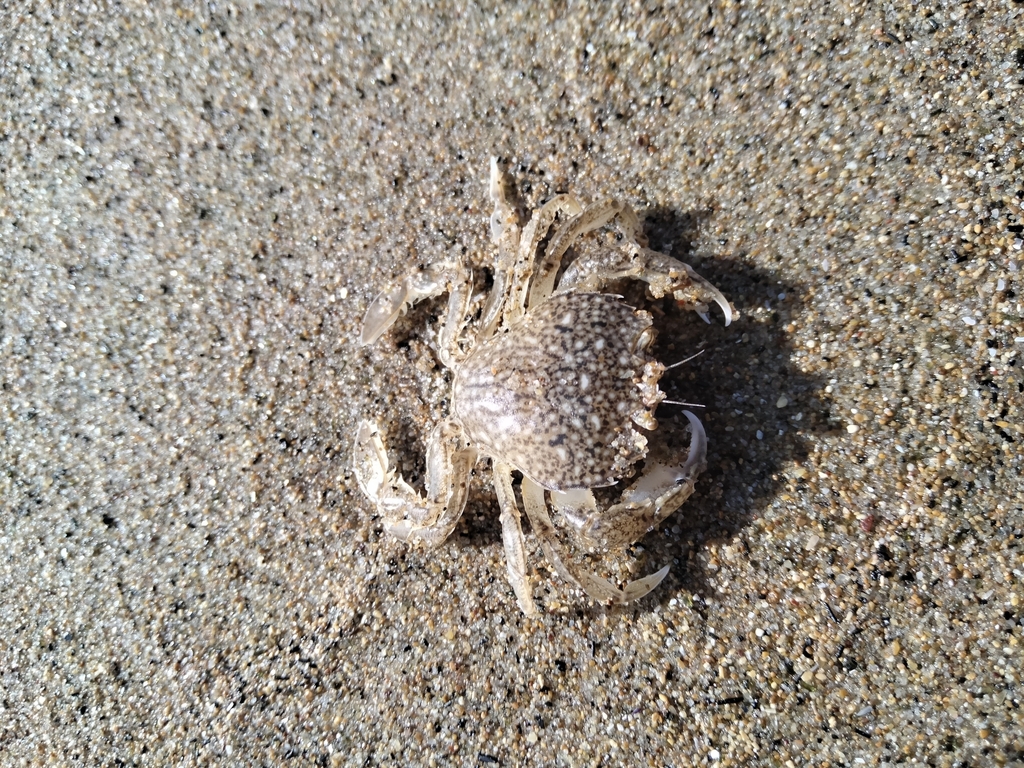 Pennant's Swimming Crab